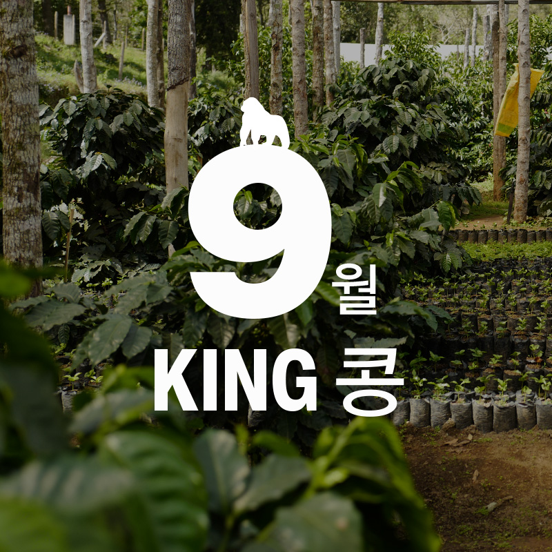 [9월 King콩] 온두라스 마리&모이 상품 이미지 1