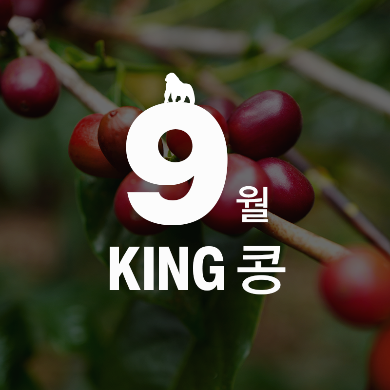 [9월 King콩] 파나마 호세 카투라 상품 이미지 1